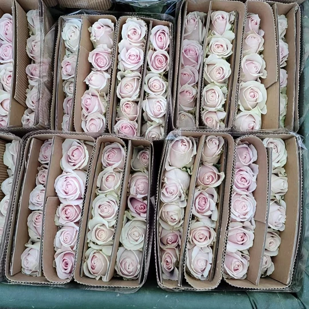 粉红雪山玫瑰云南直发鲜花鲜切花任意满2件发顺丰京东