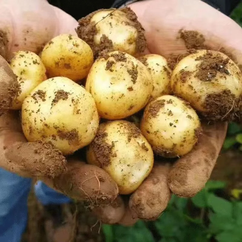 恩施新鲜土豆黄皮黄心5斤新土豆现挖马铃薯洋芋