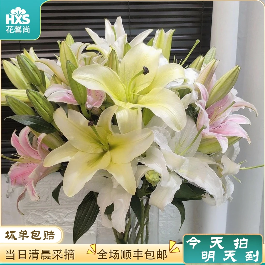 次日达 -【五彩香水百合】混色百合 6-8头鲜花鲜切花家居批发任意两单顺丰包邮三单送随机花瓶今天拍明天到18