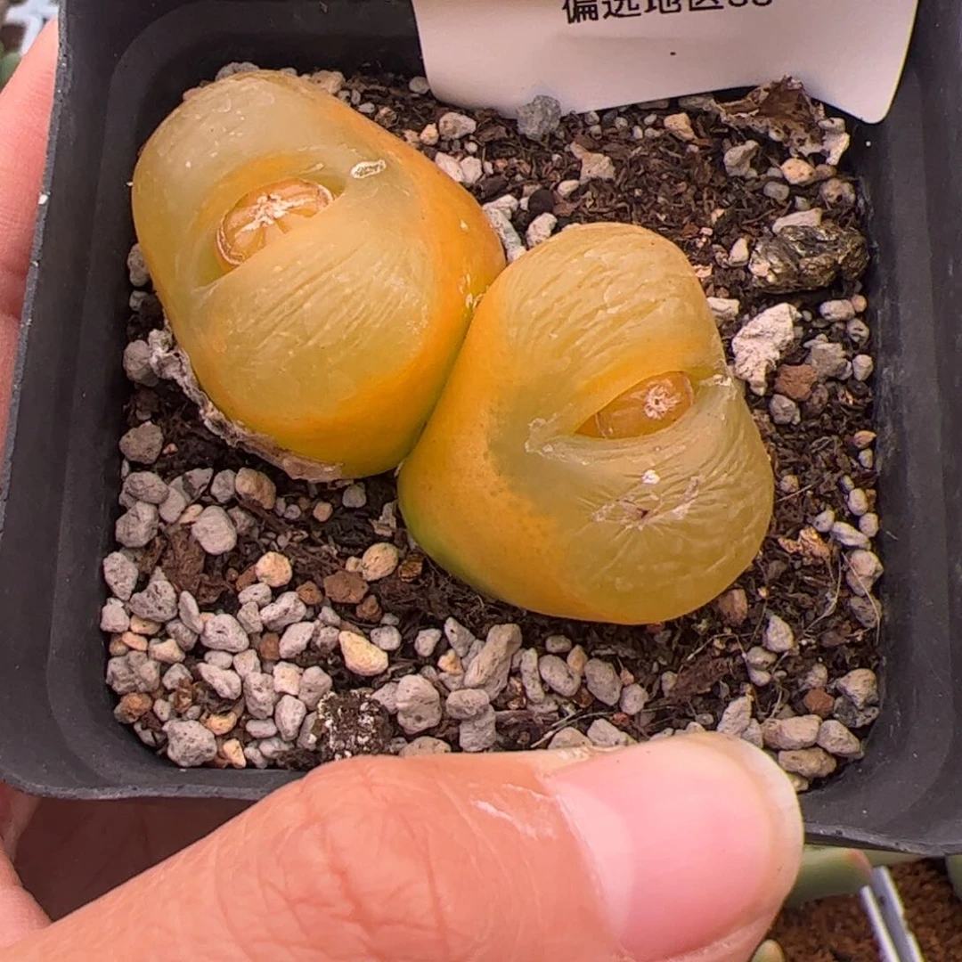 520号毛2.20多肉植物