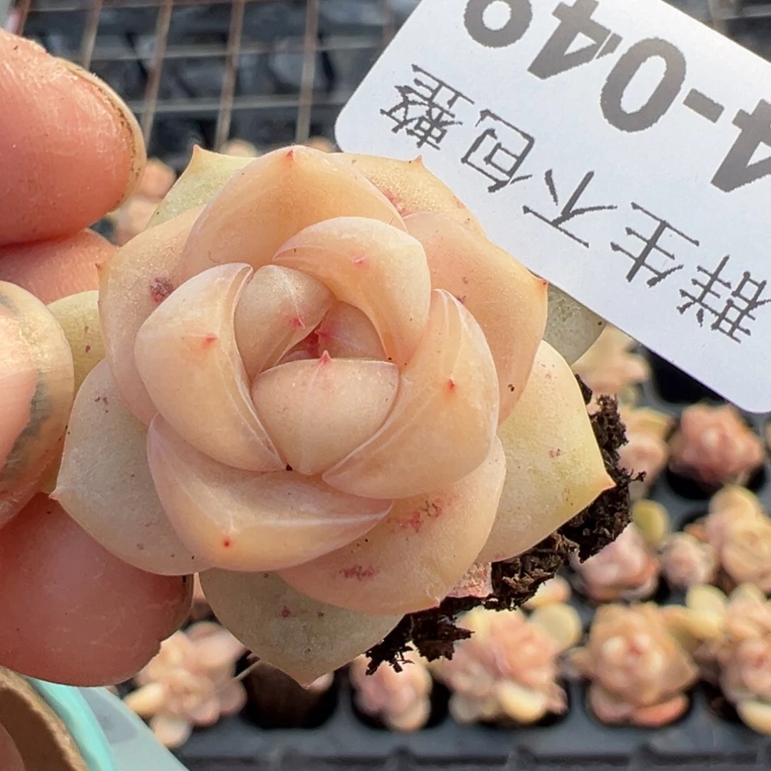 小卡拉米糖心一物一拍14-49