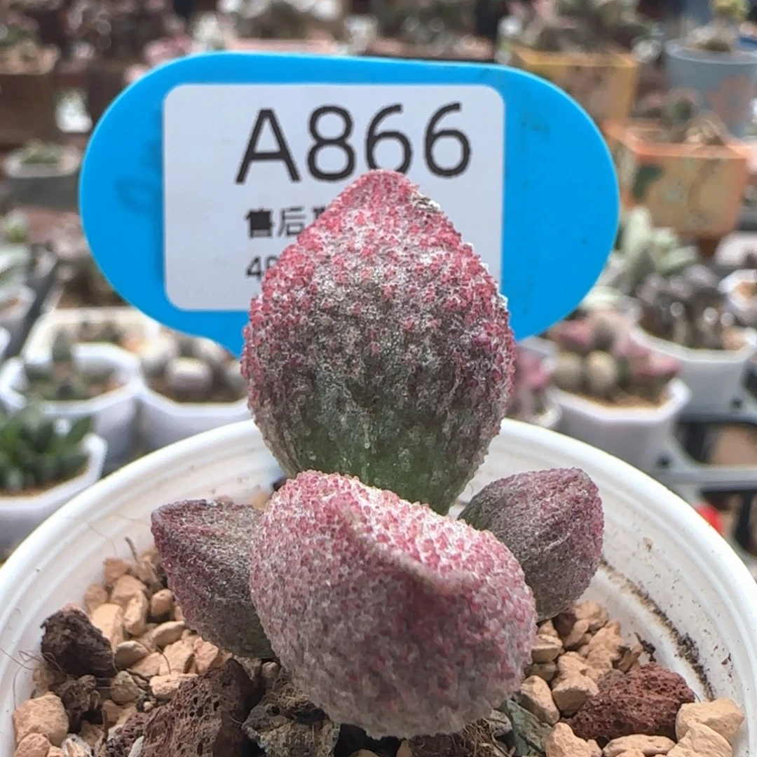 福利。      866。