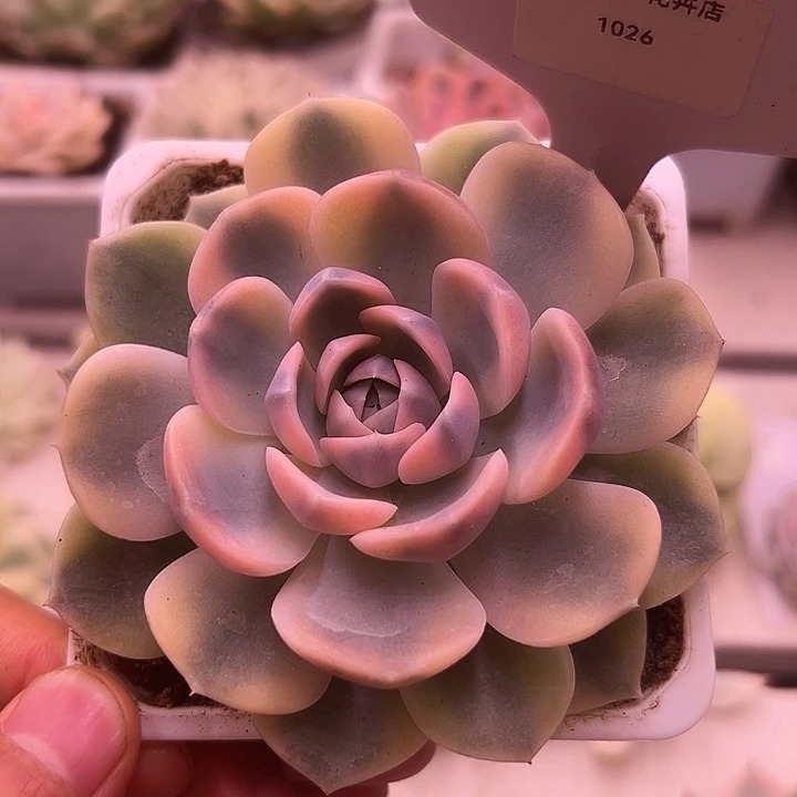 1026号汉堡锦多肉植物