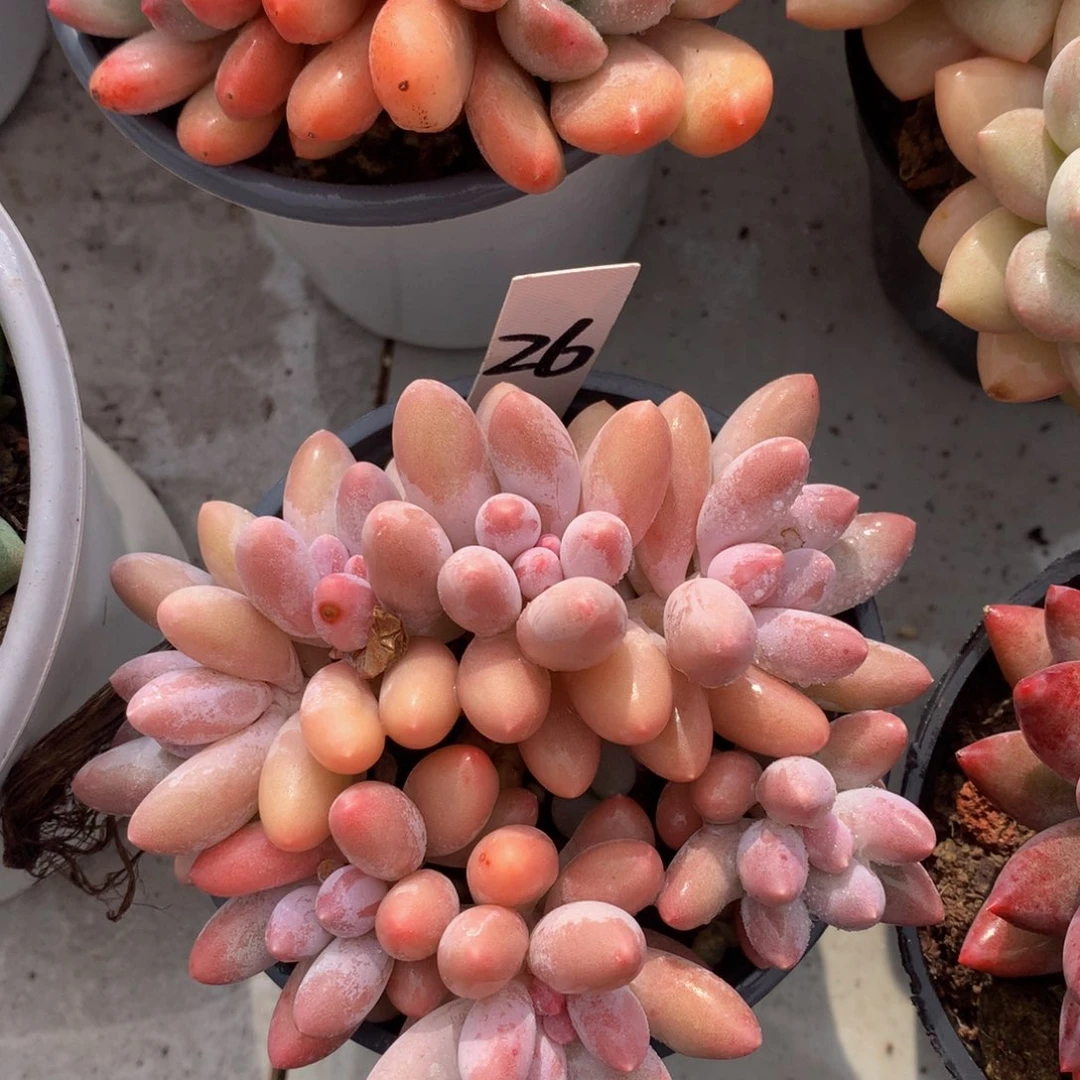 汤圆股呜呜呜呜7273733