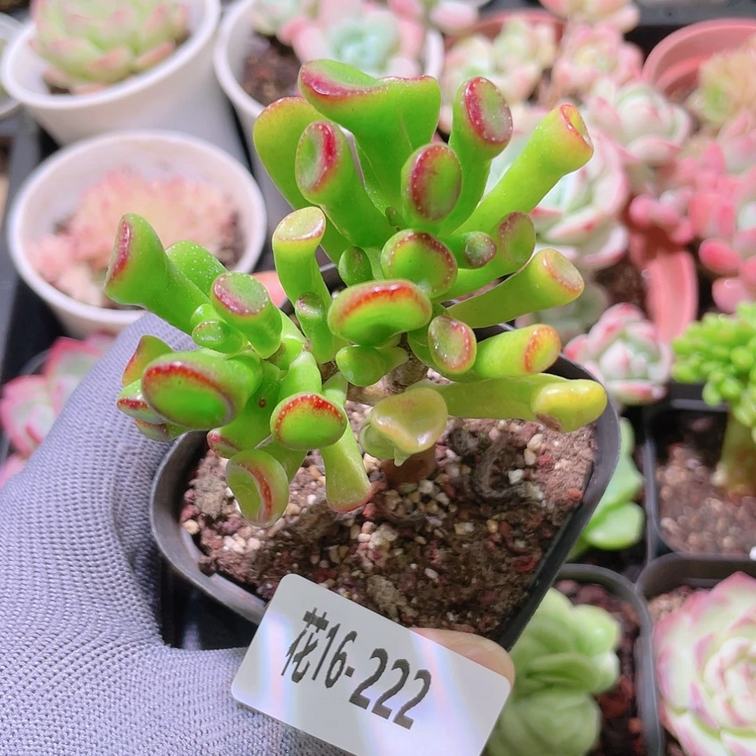 花利美16-222吸财树