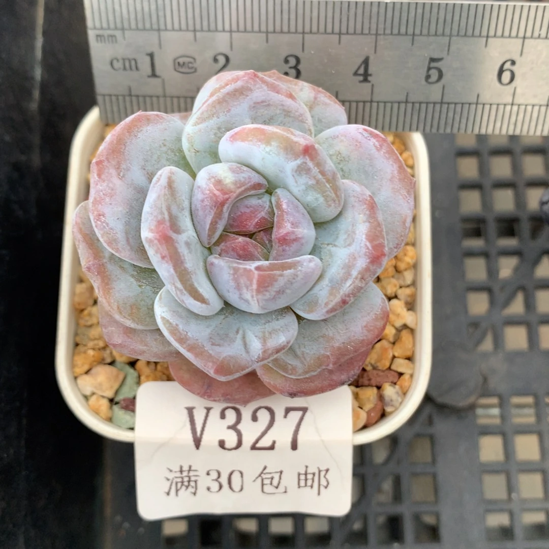 327。石化石榴籽星影。