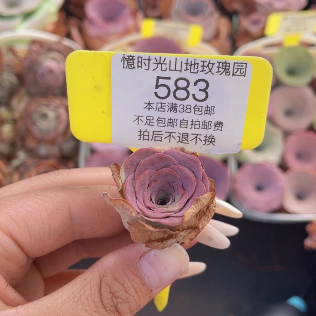 山地玫瑰583满38包邮裸根发货