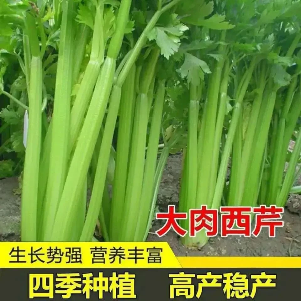 芹菜苗西芹香芹种籽四季春秋盆栽高产脆嫩蔬菜苗种子