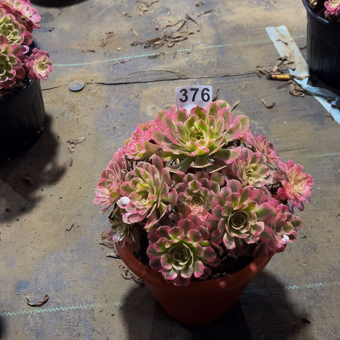 ?*红铜白一物一拍376