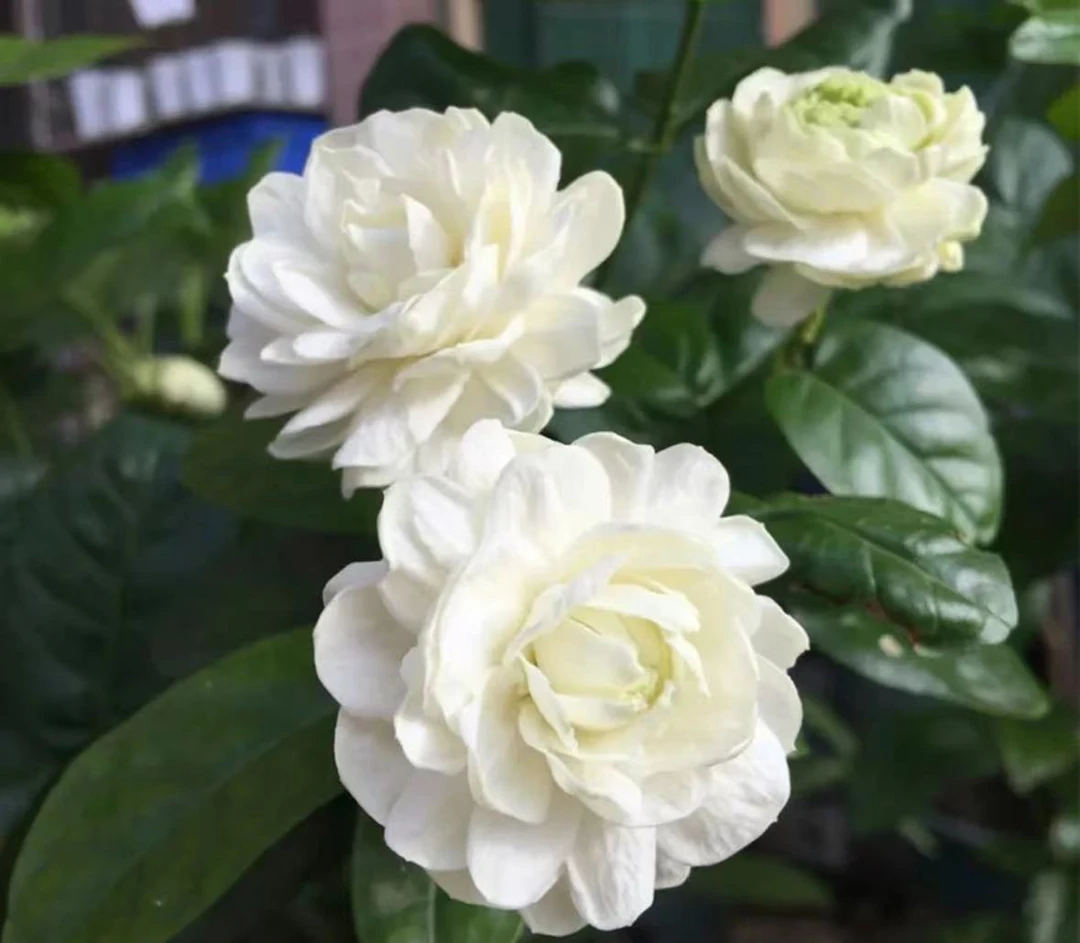 巴西菊花茉莉（不带花苞发货 到货不要换盆 换盆不售后）