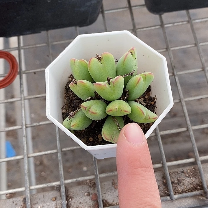 漂亮仙人球一物一拍