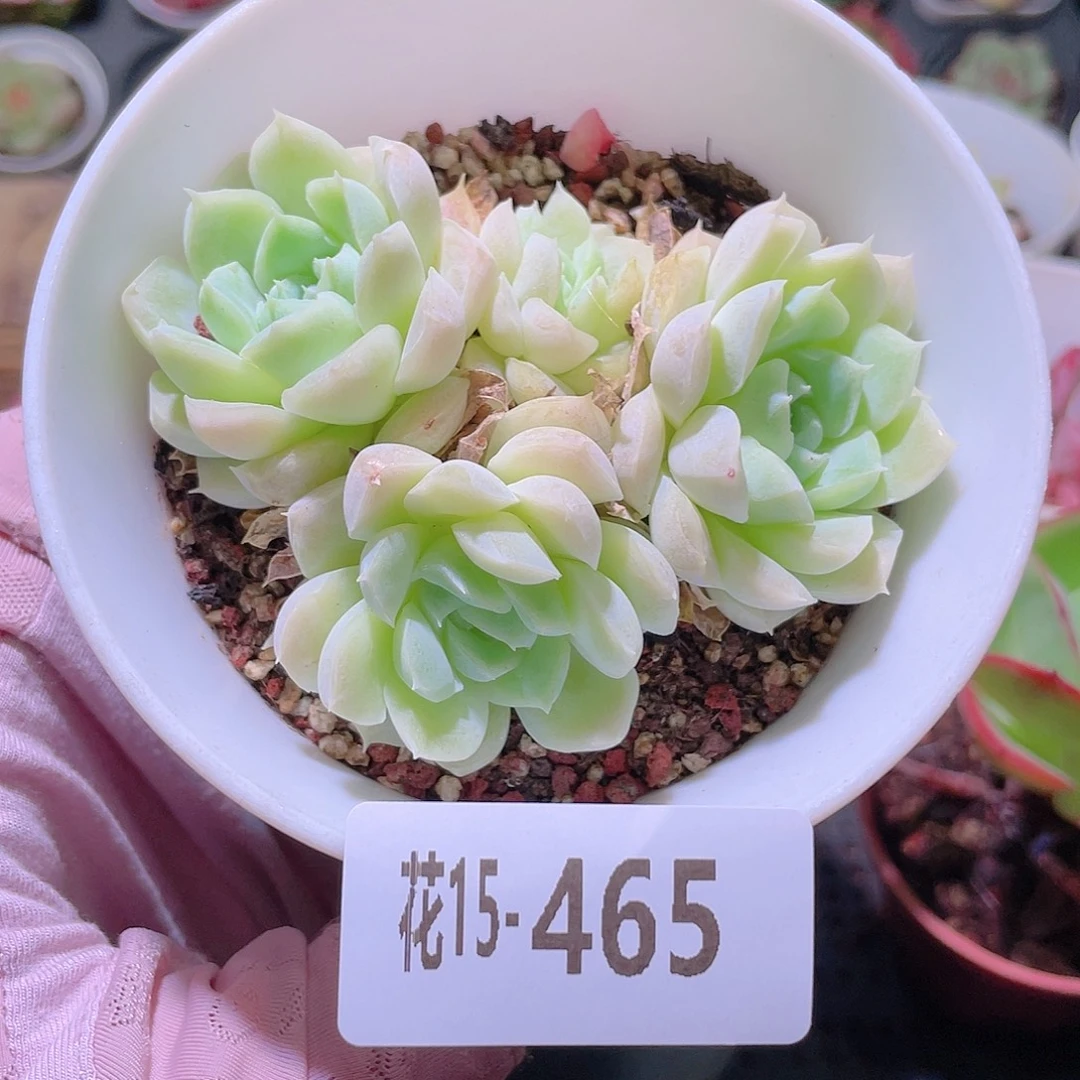 花利美15-465白月影