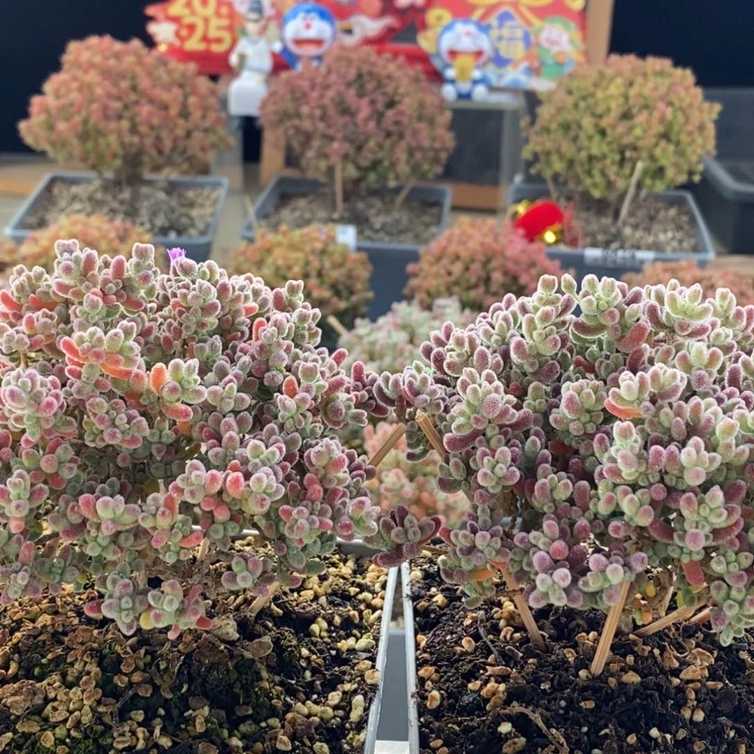 田****螂优选冰晶组合7184