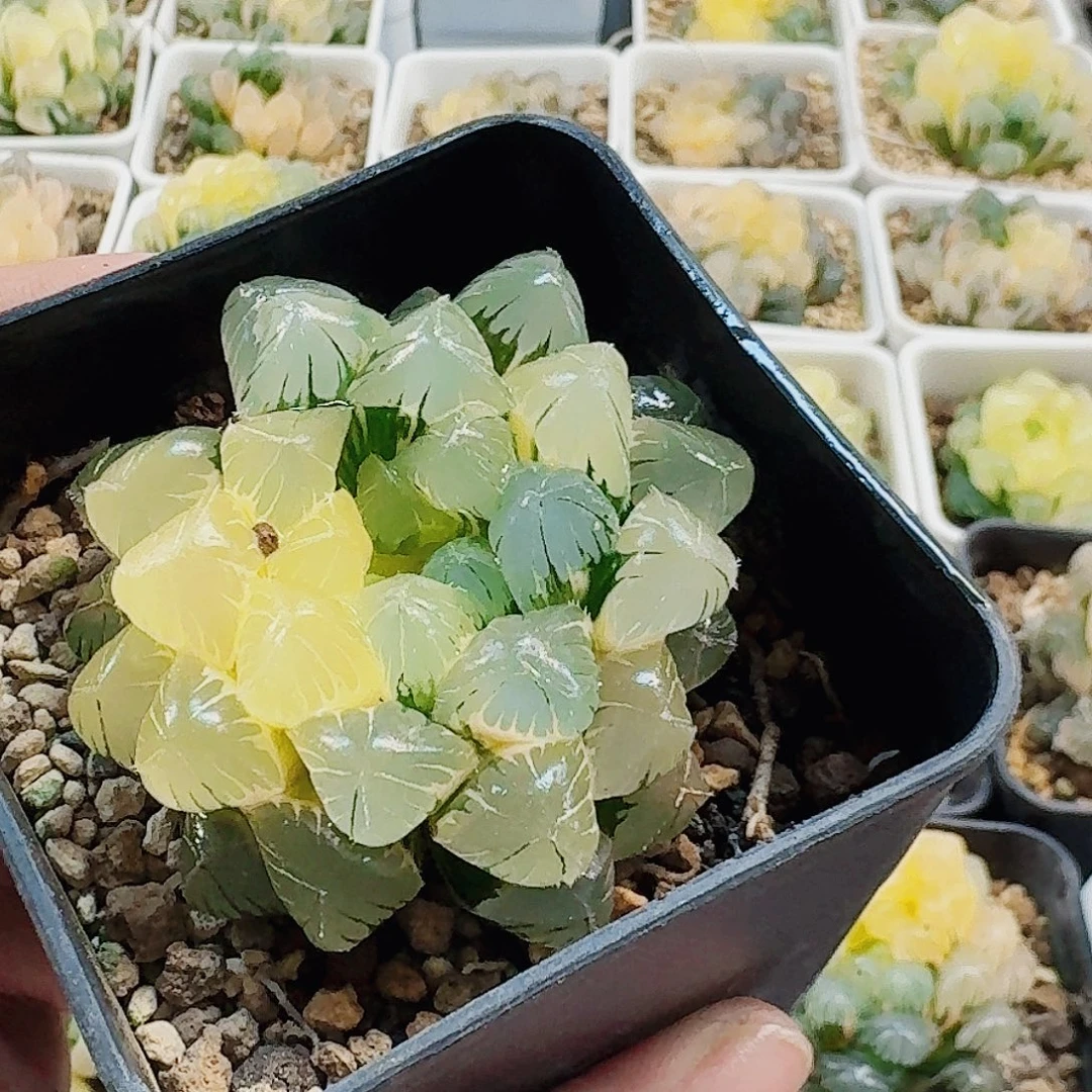 小***子十二卷实生冰灯锦福