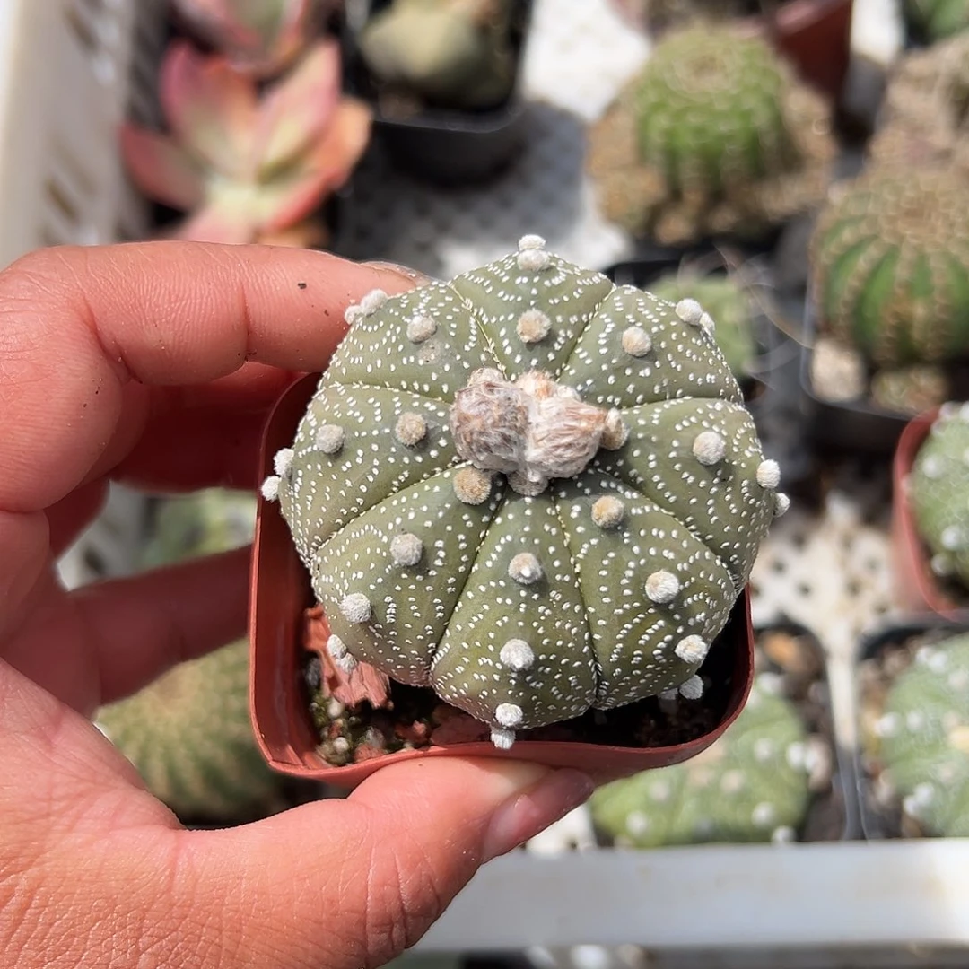 多肉植物多肉植物