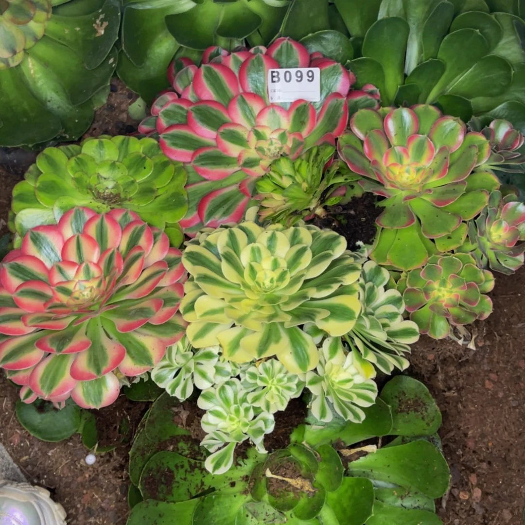 北***方099一物一拍，发货
