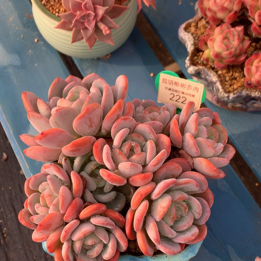 ?****?香橙老桩无砍222