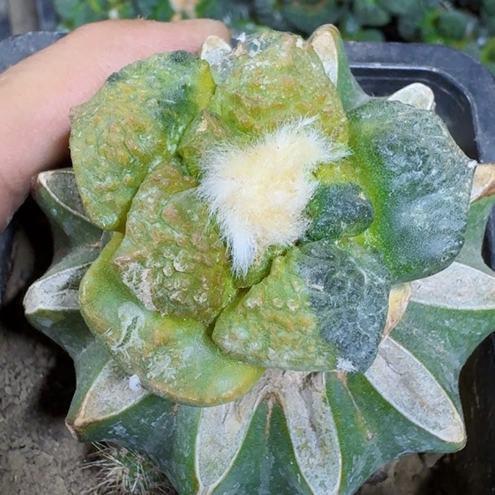 福利苗接连山锦437