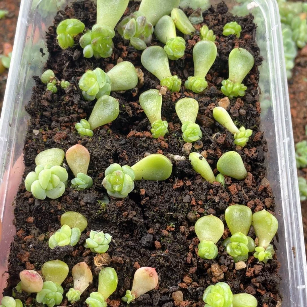 甜心混合一物一拍452.