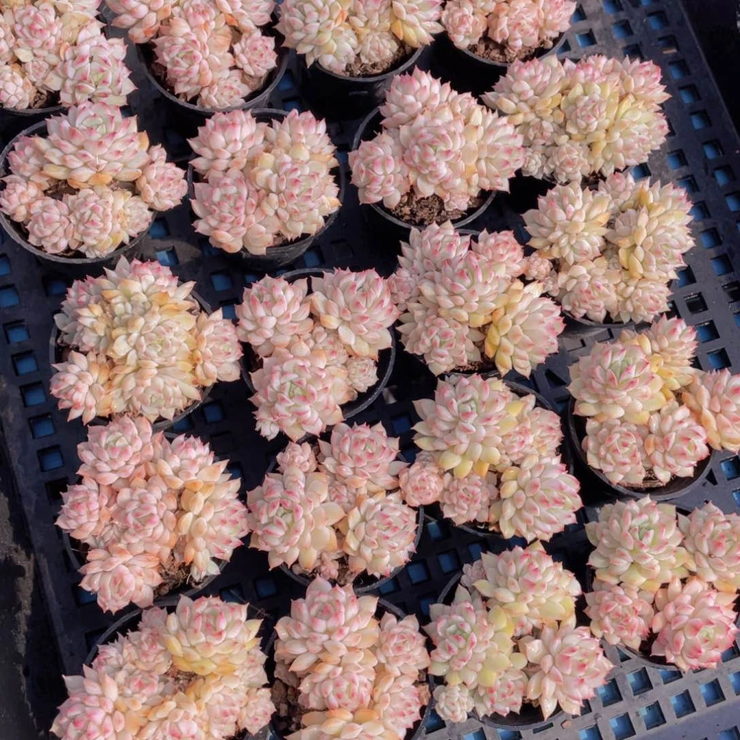 量拍41号白底小乔群生两个