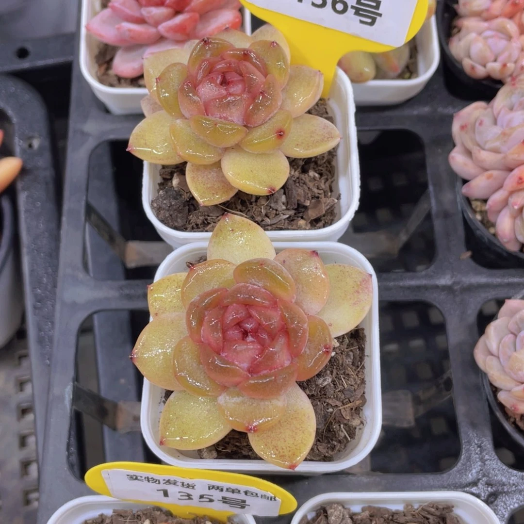 136号 全状态红色恋人单头一个