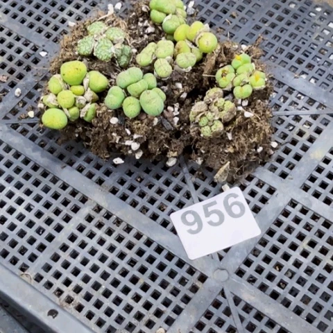 956肉缀小切糕一物一图如图