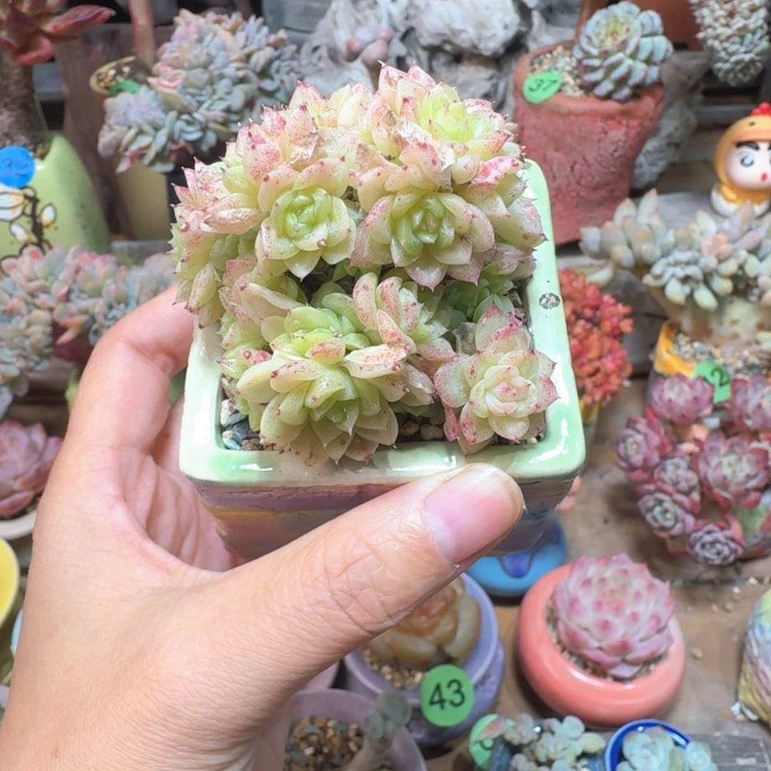 麦秆 多肉含盆土 一物一拍