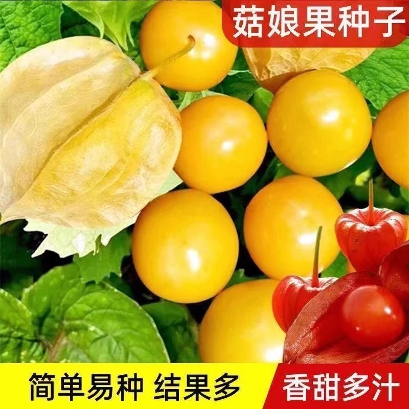 姑娘果种籽超甜特大果种子东北黄菇娘果阳台盆栽庭院奇异水果种孑