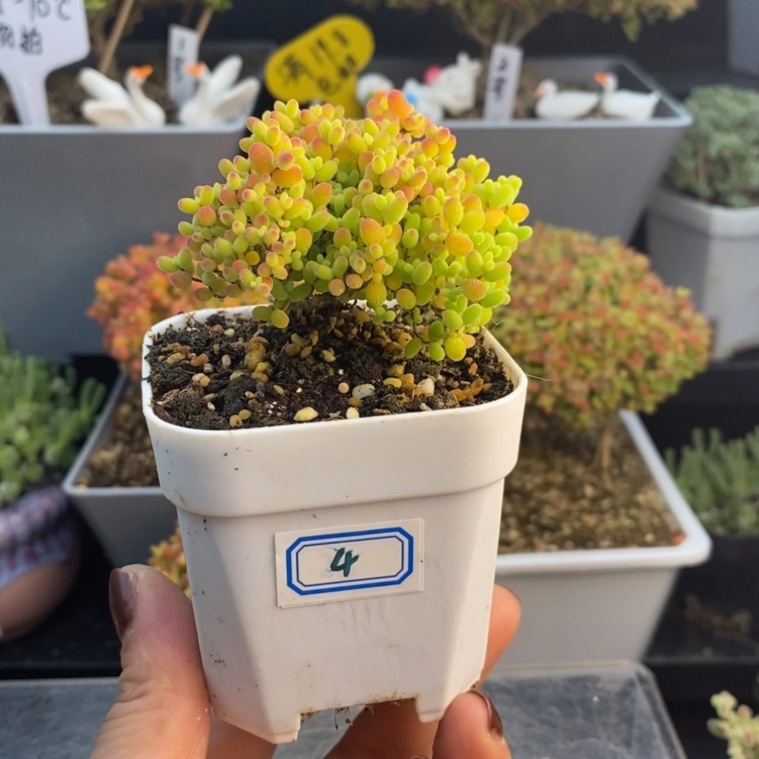 完全开放4号蜜橘糖球（6.5cm）