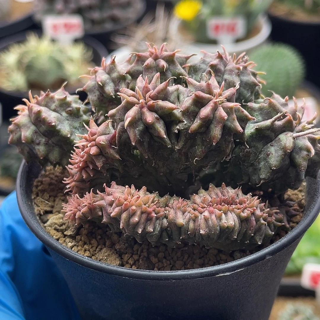 实生坤坤法丽达缀化群仙人球多肉