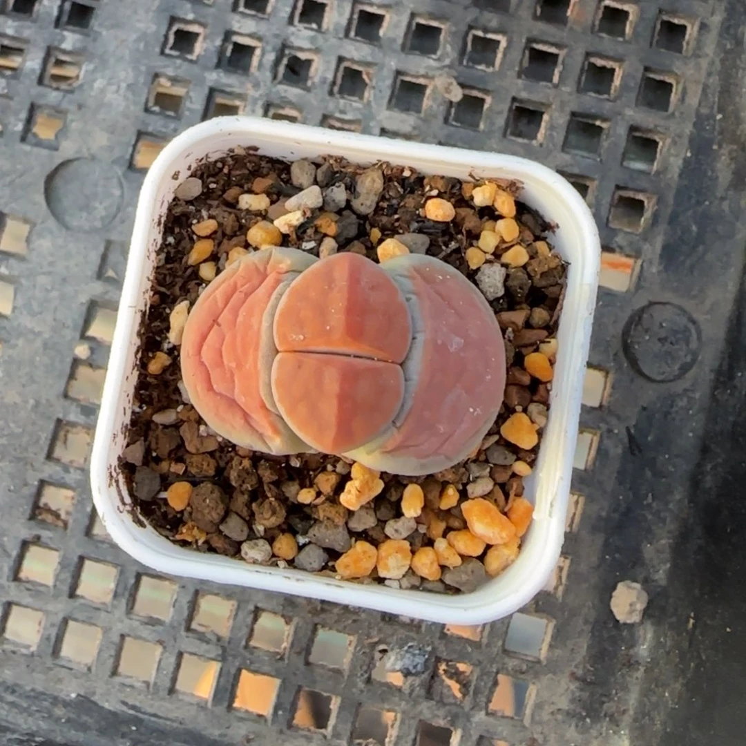 朱唇母本清框福利30包邮