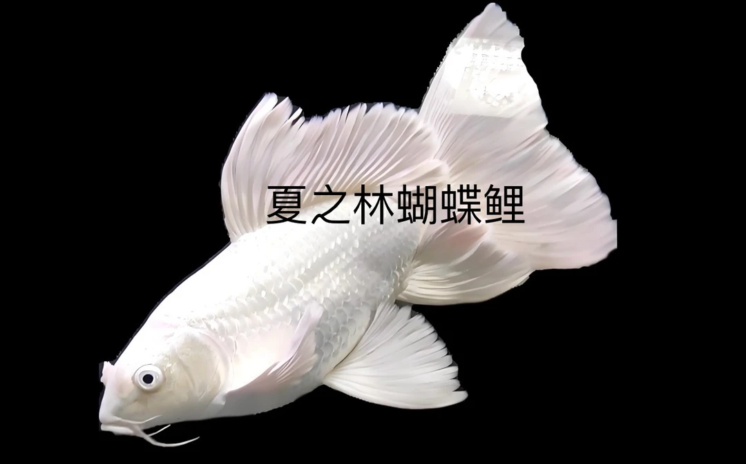 精品白色蝴蝶鲤观赏鱼鱼观赏鱼大鳍大尾广温鱼好养活