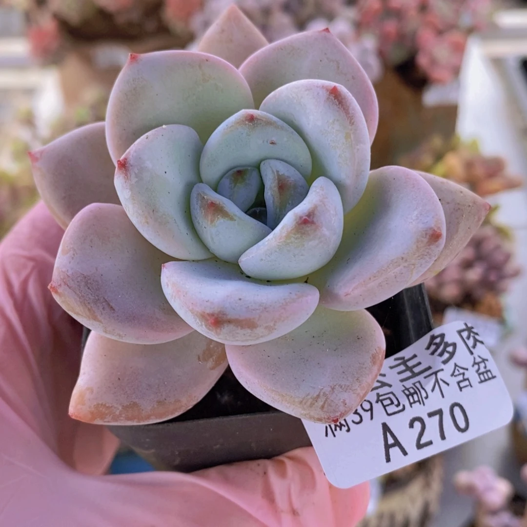 星星雪单头270多肉植物