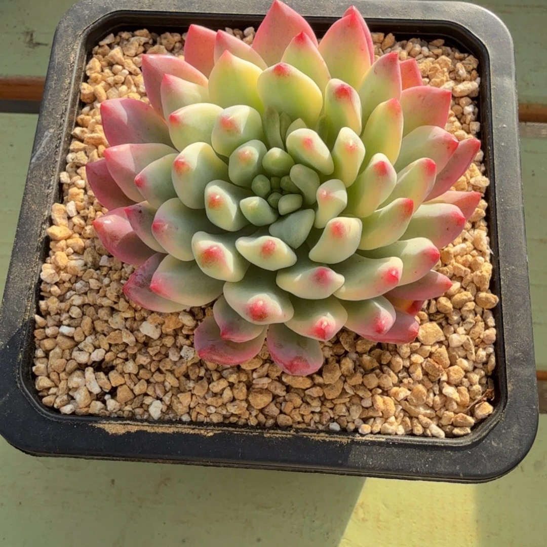 蓝苹果锦锦上园艺一物一拍