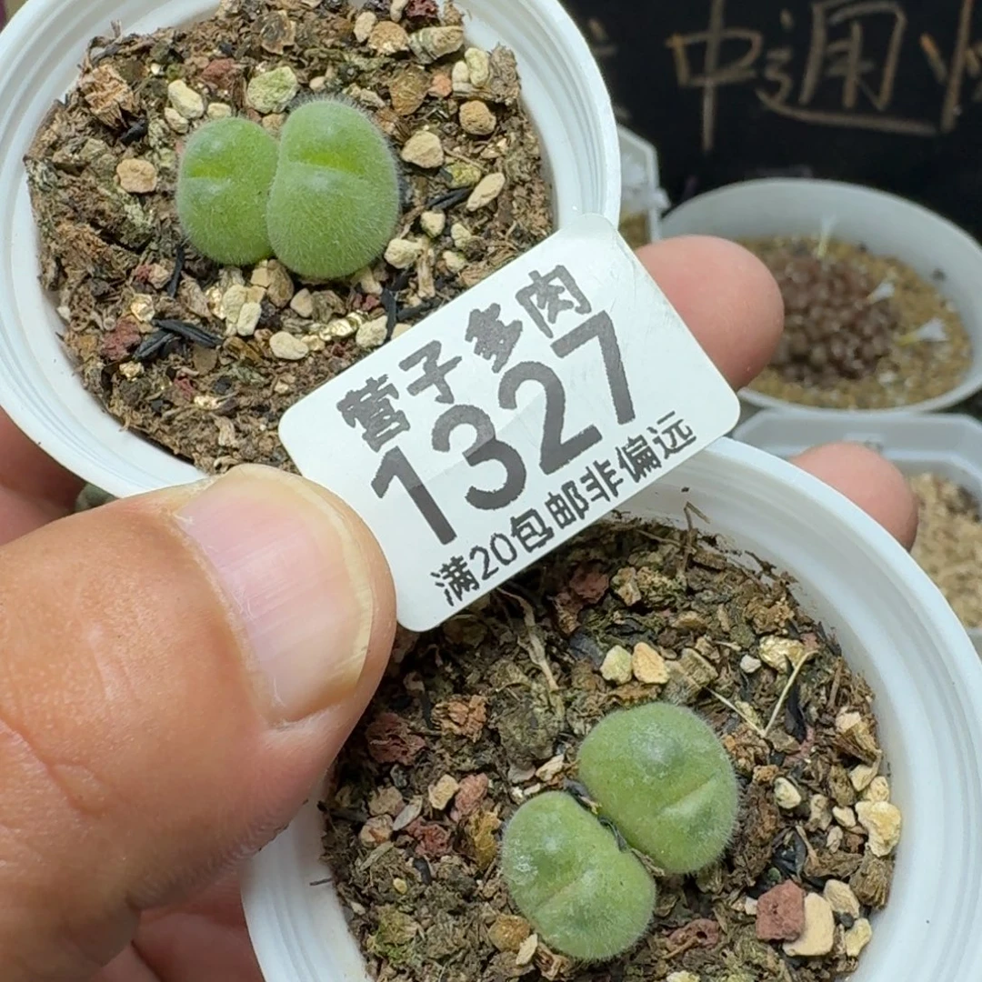 长毛毛带盆土。
