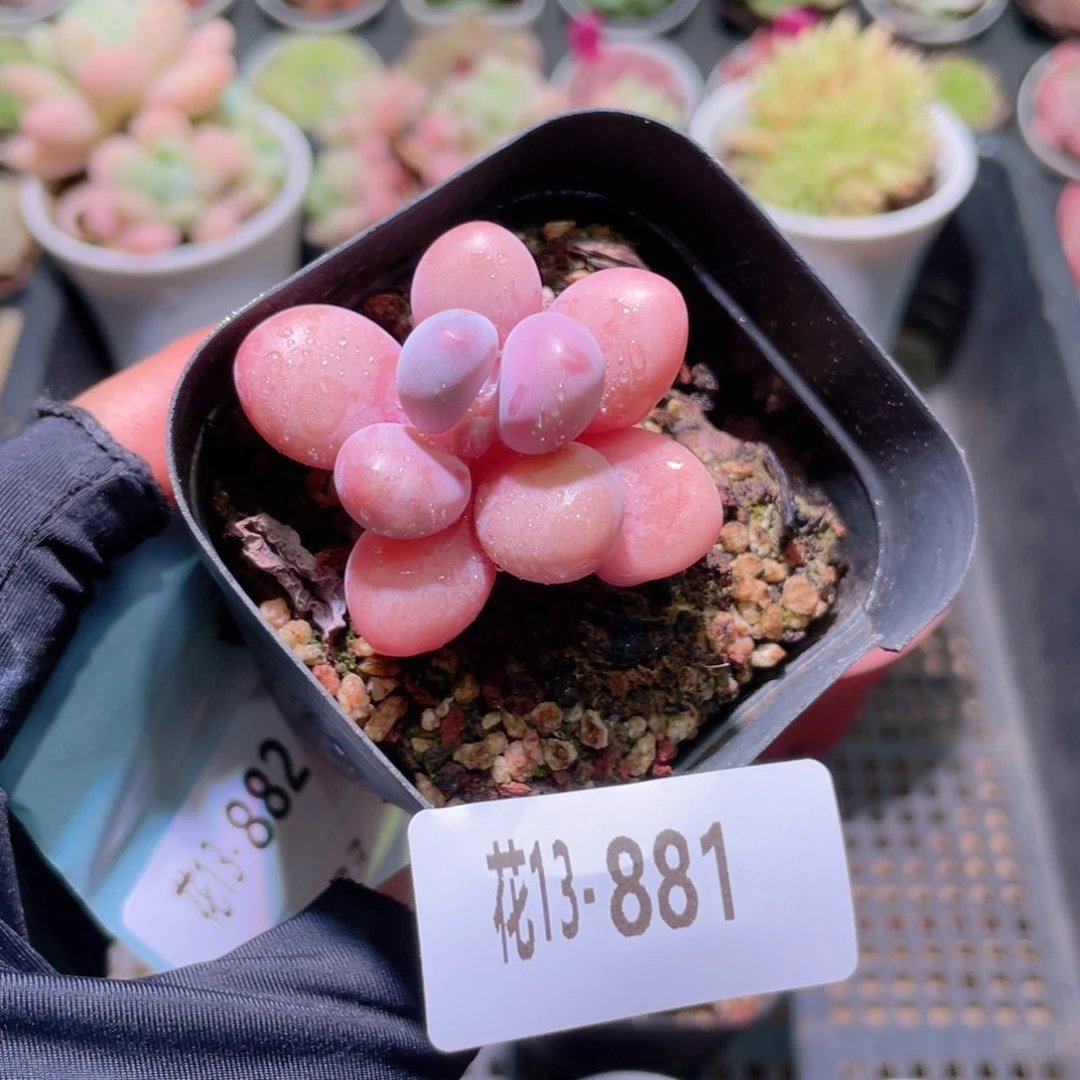 花利美13-881桃蛋