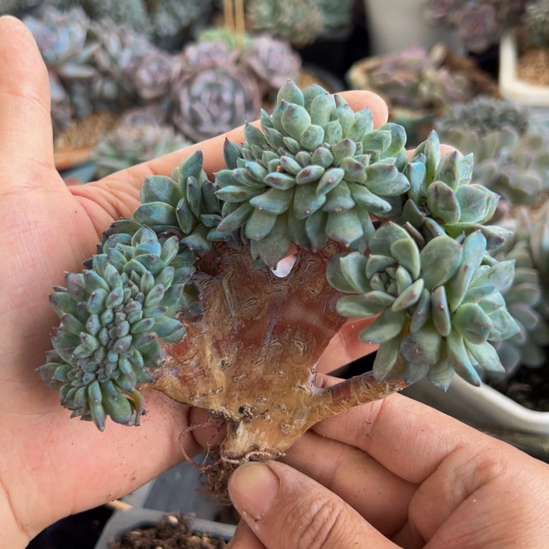 新年快乐 新年快乐 新年快乐