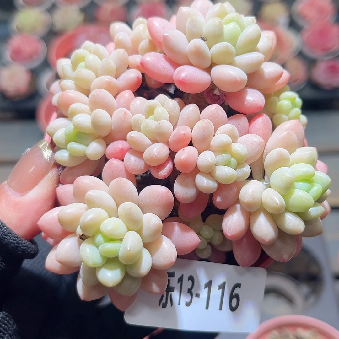 乐13-116 洛可可群