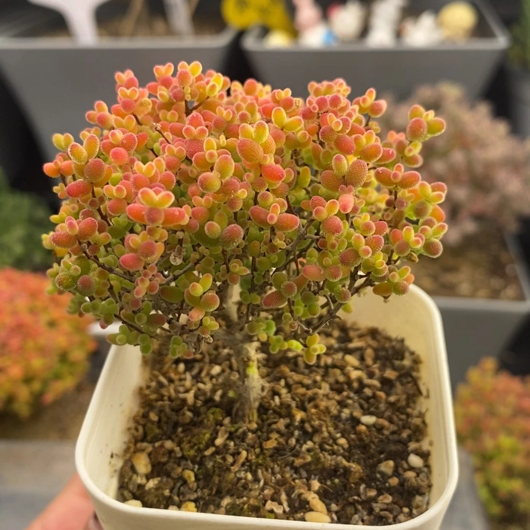 完全开放35号蜜橘糖球（6.5cm）