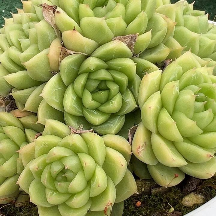 28女王带盆一多肉