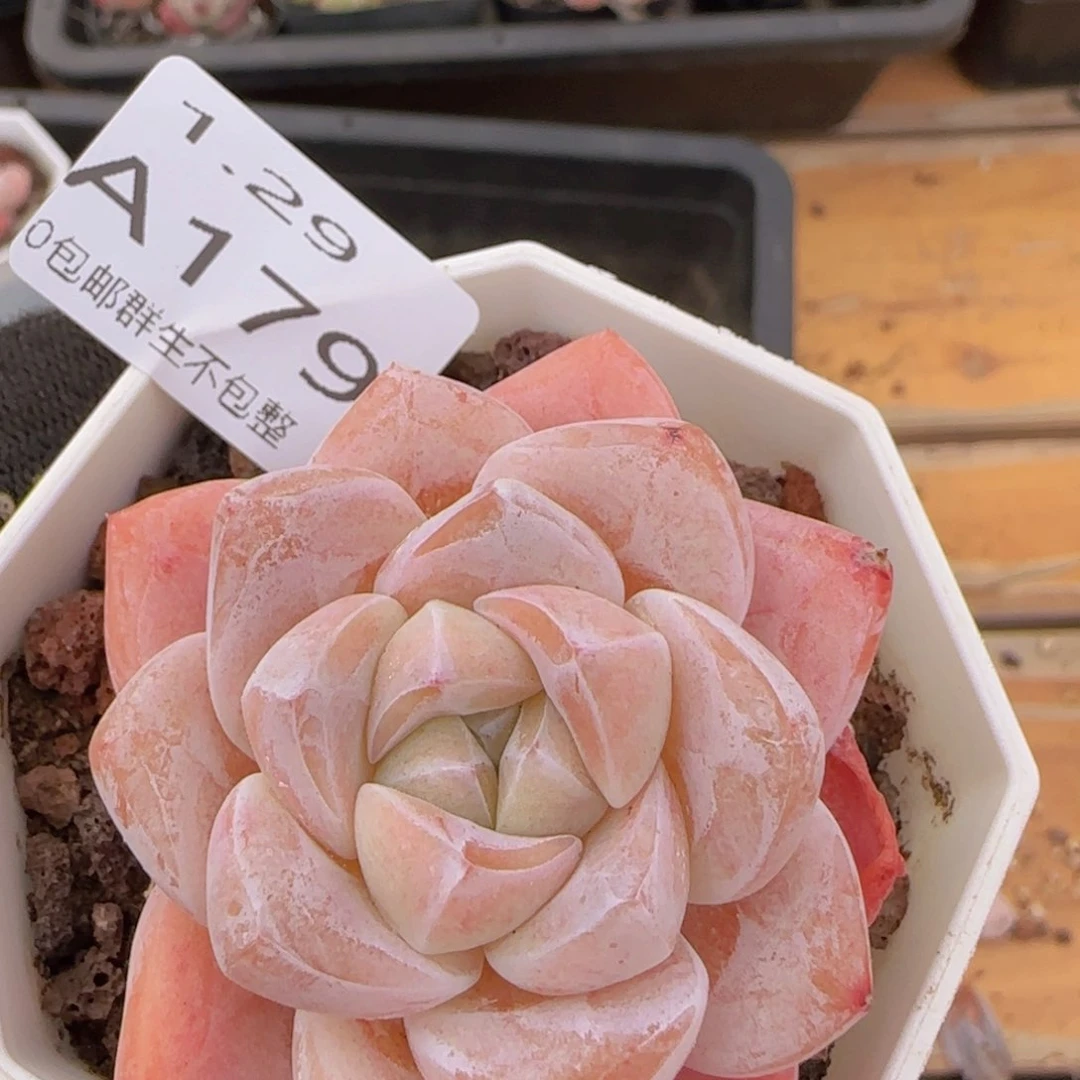 粉冰玉单头一颗脱土