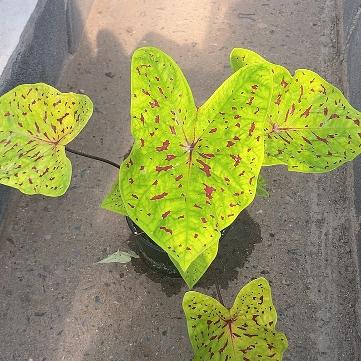 泰国彩叶 710-0203