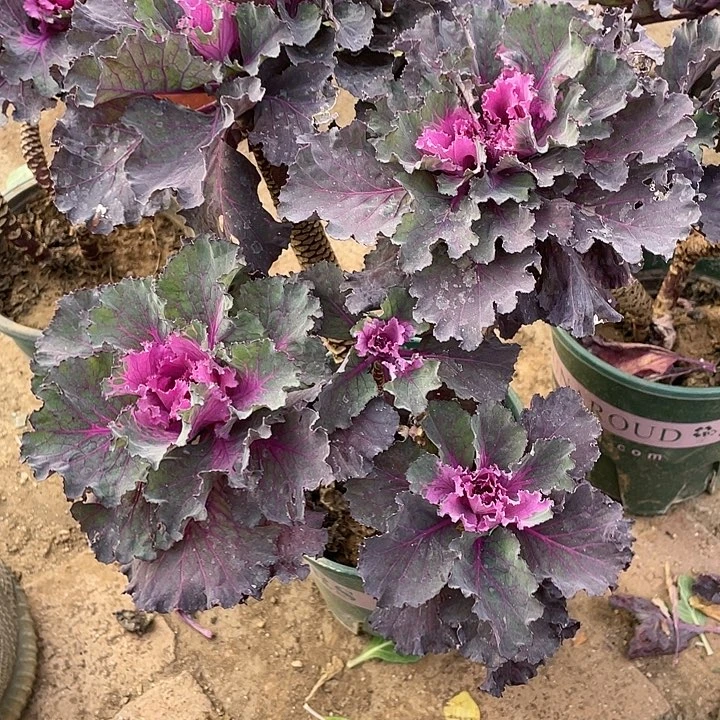 羽衣甘蓝一物一拍