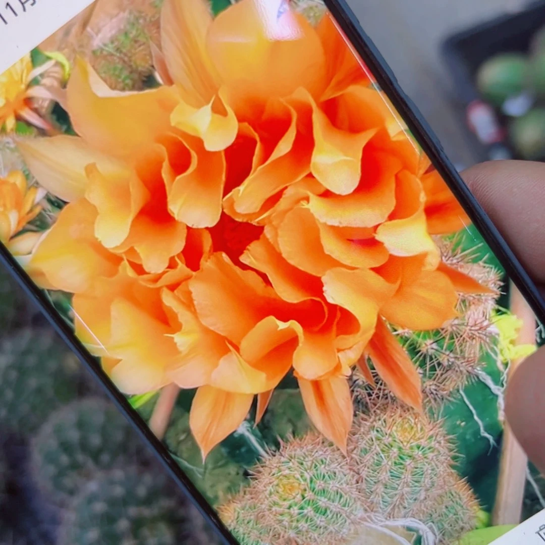 下48彩草波浪歪无根侧芽4公分左右20包邮