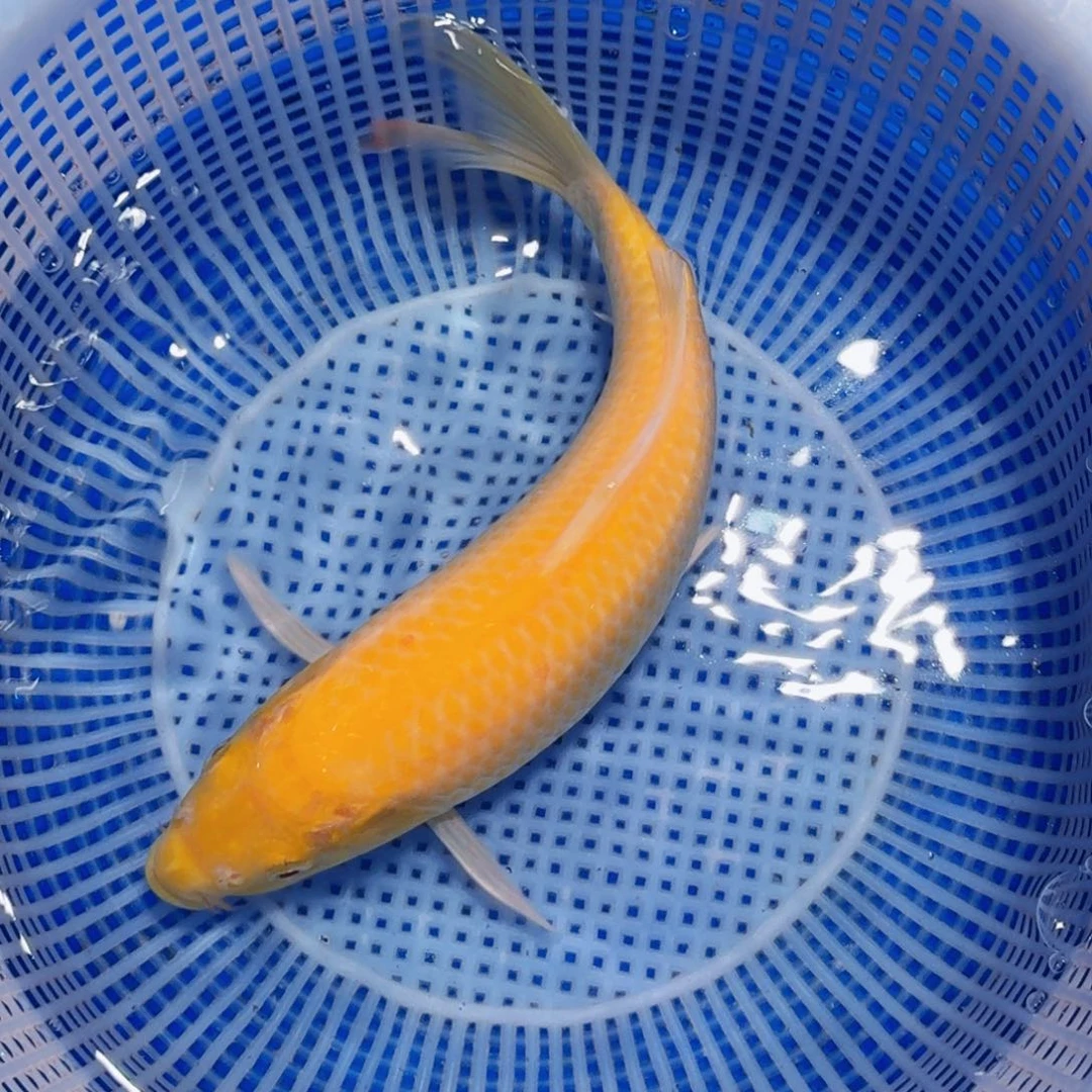 锦鲤精品甄选血统锦鲤