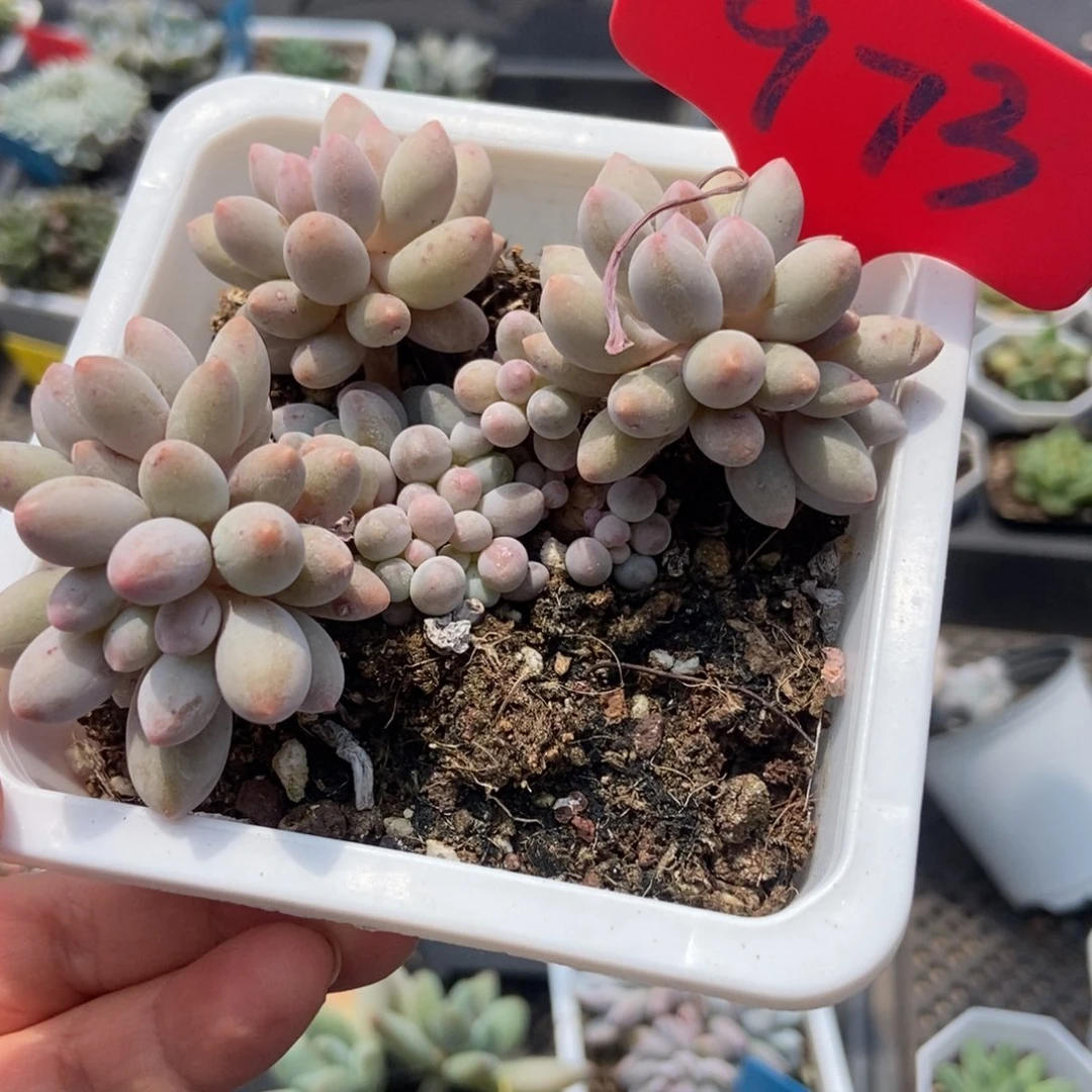 973婴儿手指多肉植物保护