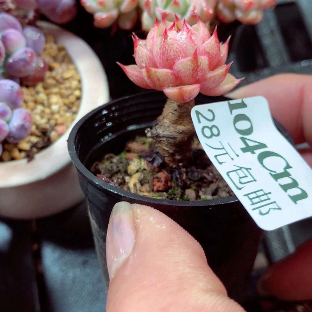 5厘米盆精控多肉104