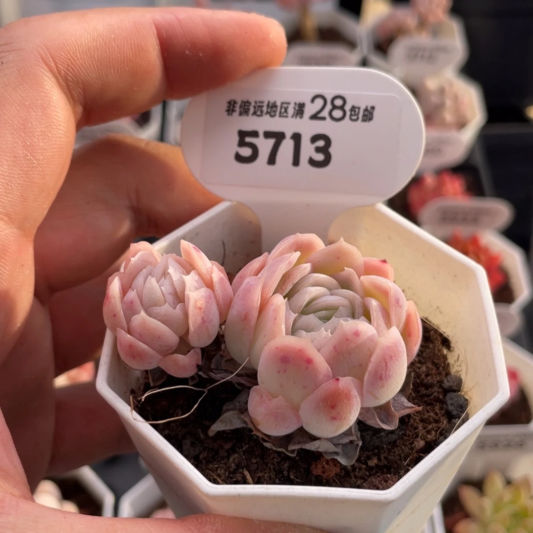 冰梅5713-5.5厘米