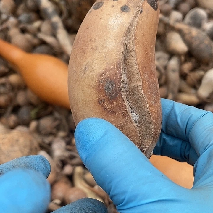 h***n有机玻璃直播间里的拍品链接