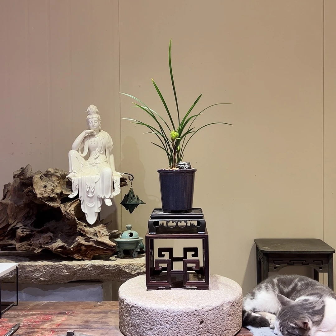 大部分花苞少量开放花开富贵